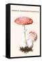 Amanita Poisonous Toadstool-L. Dufour-Framed Stretched Canvas