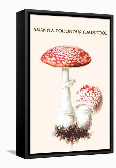 Amanita Poisonous Toadstool-L. Dufour-Framed Stretched Canvas