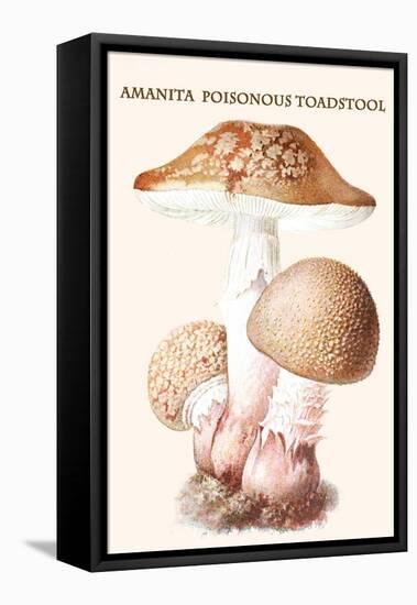 Amanita Poisonous Toadstool-L. Dufour-Framed Stretched Canvas