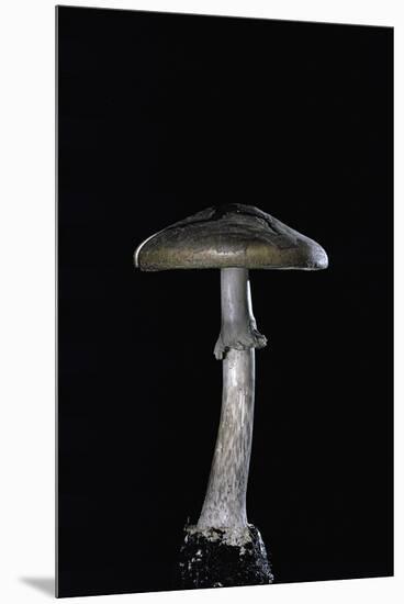 Amanita Porphyria (Grey Veiled Amanita)-Paul Starosta-Mounted Premium Photographic Print