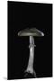 Amanita Porphyria (Grey Veiled Amanita)-Paul Starosta-Mounted Premium Photographic Print