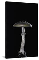 Amanita Porphyria (Grey Veiled Amanita)-Paul Starosta-Stretched Canvas