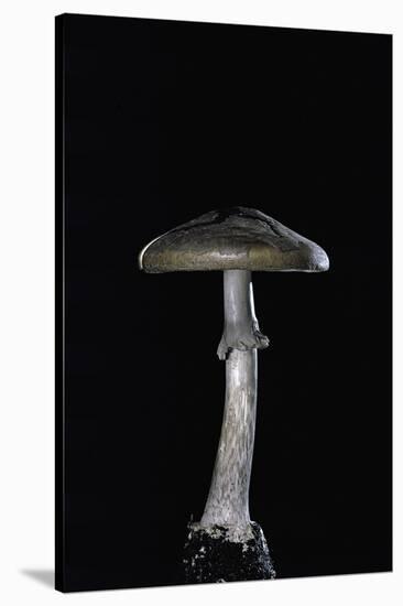 Amanita Porphyria (Grey Veiled Amanita)-Paul Starosta-Stretched Canvas