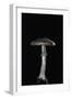 Amanita Porphyria (Grey Veiled Amanita)-Paul Starosta-Framed Photographic Print