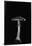 Amanita Porphyria (Grey Veiled Amanita)-Paul Starosta-Framed Photographic Print