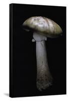 Amanita Rubescens (Blusher)-Paul Starosta-Framed Stretched Canvas