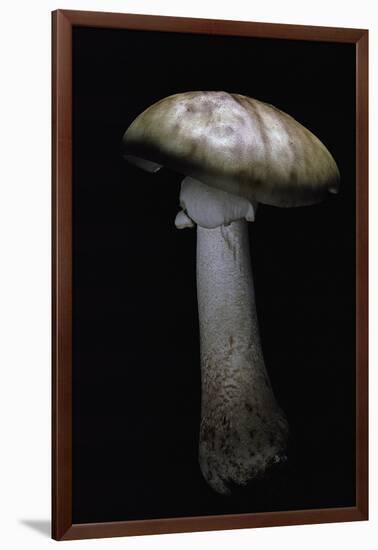 Amanita Rubescens (Blusher)-Paul Starosta-Framed Photographic Print