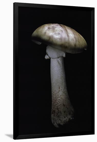 Amanita Rubescens (Blusher)-Paul Starosta-Framed Photographic Print