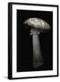 Amanita Rubescens (Blusher)-Paul Starosta-Framed Photographic Print