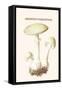 Amanita Toadstool-Edmund Michael-Framed Stretched Canvas