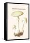 Amanita Toadstool-Edmund Michael-Framed Stretched Canvas