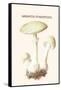 Amanita Toadstool-Edmund Michael-Framed Stretched Canvas