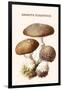 Amanita Toadstool-Edmund Michael-Framed Art Print