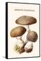 Amanita Toadstool-Edmund Michael-Framed Stretched Canvas