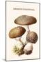 Amanita Toadstool-Edmund Michael-Mounted Art Print