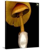 Amanita wild mushroom-null-Stretched Canvas