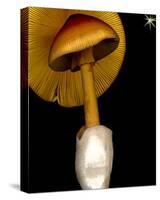 Amanita wild mushroom-null-Stretched Canvas