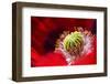 Amapola 2-Ursula Abresch-Framed Photographic Print