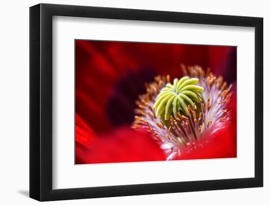 Amapola 2-Ursula Abresch-Framed Photographic Print