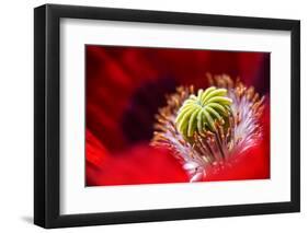 Amapola 2-Ursula Abresch-Framed Photographic Print