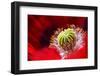 Amapola 2-Ursula Abresch-Framed Photographic Print