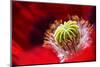 Amapola 2-Ursula Abresch-Mounted Photographic Print