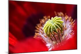 Amapola 2-Ursula Abresch-Mounted Photographic Print