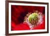 Amapola 2-Ursula Abresch-Framed Photographic Print