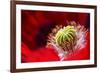 Amapola 2-Ursula Abresch-Framed Photographic Print