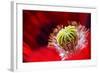 Amapola 2-Ursula Abresch-Framed Photographic Print