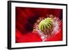 Amapola 2-Ursula Abresch-Framed Photographic Print