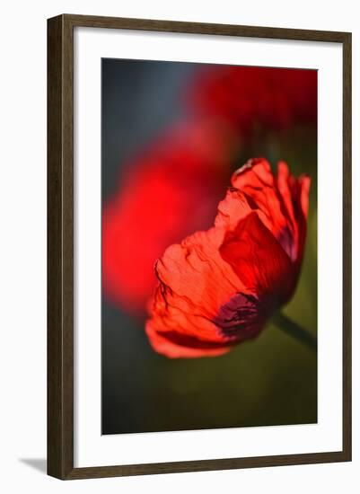 Amapola 3-Ursula Abresch-Framed Photographic Print