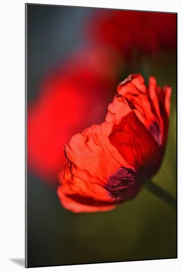 Amapola 3-Ursula Abresch-Mounted Photographic Print