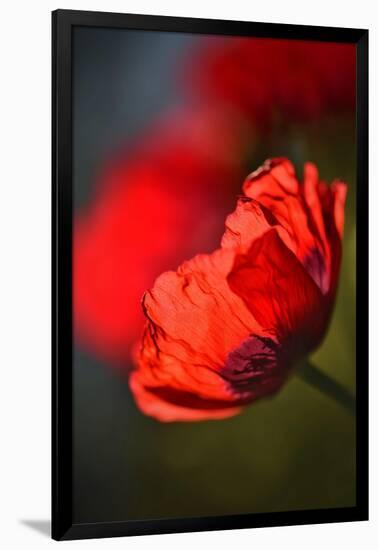 Amapola 3-Ursula Abresch-Framed Photographic Print