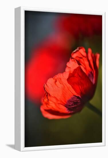 Amapola 3-Ursula Abresch-Framed Photographic Print