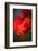 Amapola 3-Ursula Abresch-Framed Photographic Print