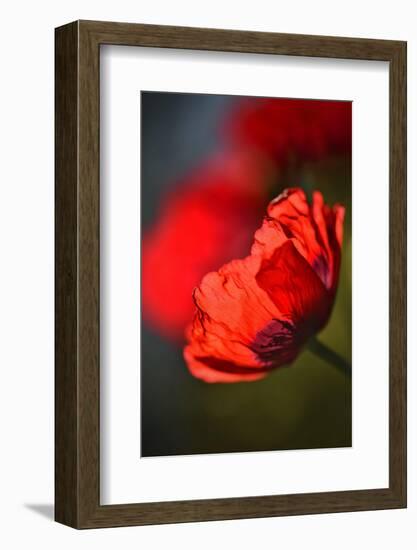 Amapola 3-Ursula Abresch-Framed Photographic Print