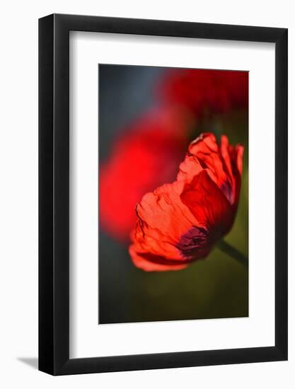 Amapola 3-Ursula Abresch-Framed Photographic Print