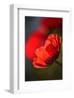 Amapola 3-Ursula Abresch-Framed Photographic Print