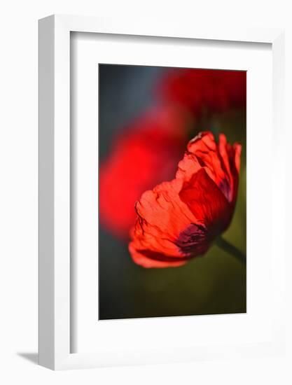 Amapola 3-Ursula Abresch-Framed Photographic Print