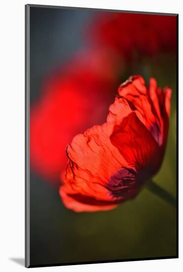 Amapola 3-Ursula Abresch-Mounted Photographic Print