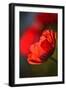 Amapola 3-Ursula Abresch-Framed Photographic Print