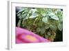 Amaranth Plant in Pot (Leaves are Used Like Spinach)-Eising Studio - Food Photo and Video-Framed Photographic Print