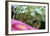 Amaranth Plant in Pot (Leaves are Used Like Spinach)-Eising Studio - Food Photo and Video-Framed Photographic Print