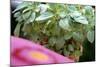 Amaranth Plant in Pot (Leaves are Used Like Spinach)-Eising Studio - Food Photo and Video-Mounted Photographic Print