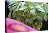 Amaranth Plant in Pot (Leaves are Used Like Spinach)-Eising Studio - Food Photo and Video-Stretched Canvas