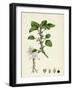 Amaranthus Blitum Wild Amaranth-null-Framed Giclee Print