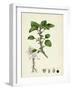 Amaranthus Blitum Wild Amaranth-null-Framed Giclee Print