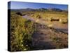 Amargosa River and Owlshead Range in Death Valley National Park, California, USA-Chuck Haney-Stretched Canvas