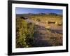 Amargosa River and Owlshead Range in Death Valley National Park, California, USA-Chuck Haney-Framed Photographic Print